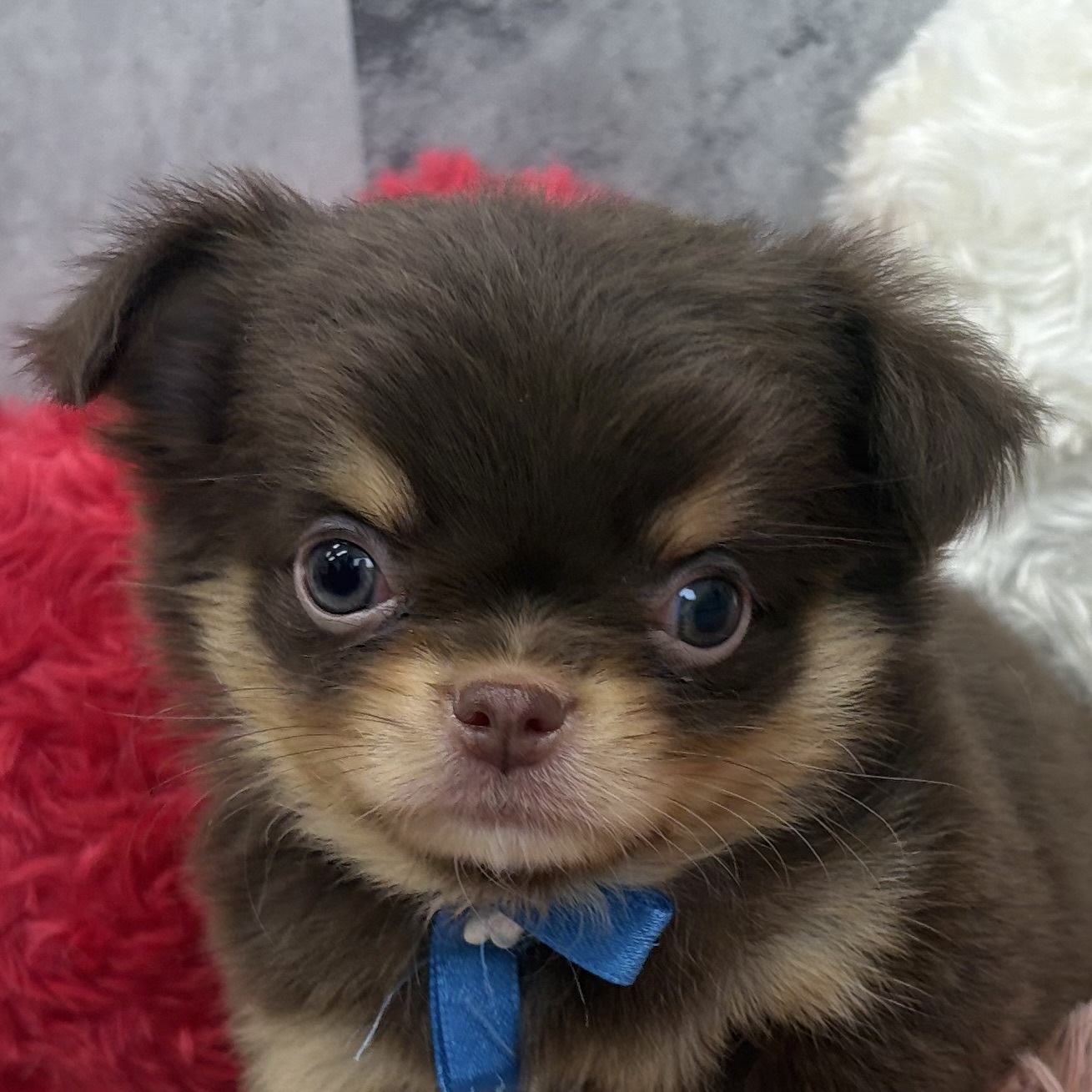 チワワ（ロング）男の子の写真