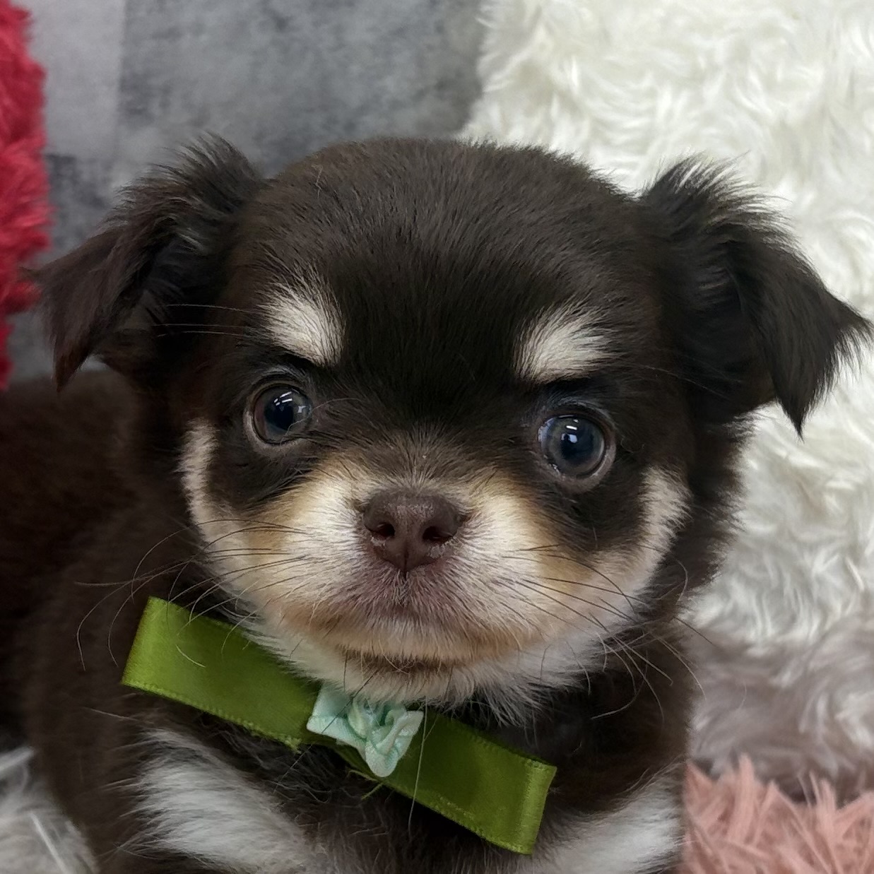 チワワ(ロング)女の子の写真