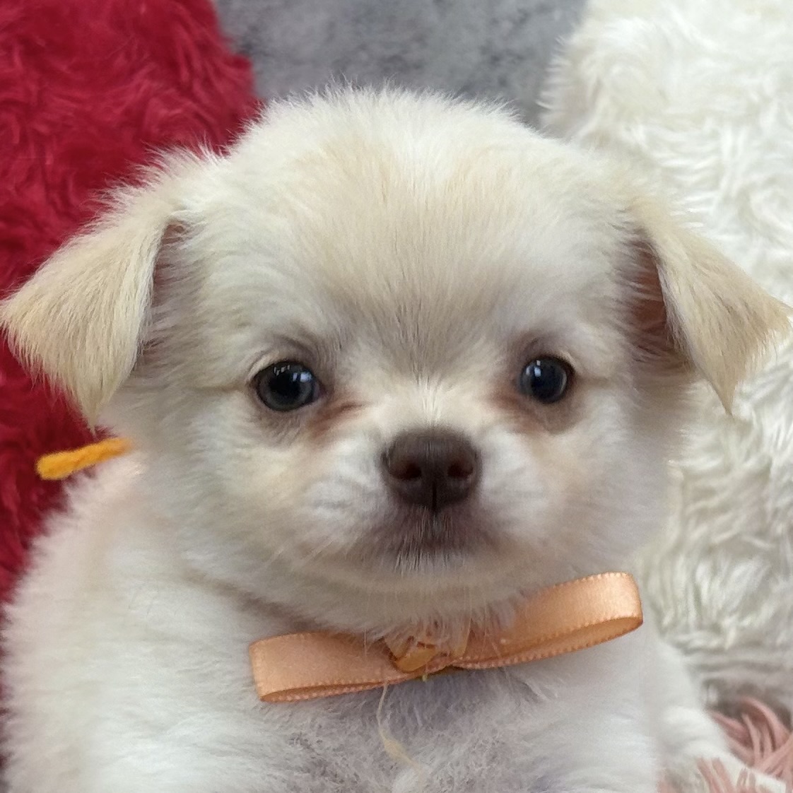 チワワ(ロング)女の子の写真