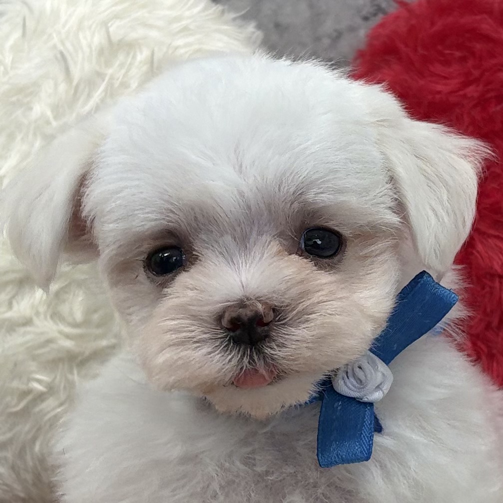 マルチーズ女の子の写真