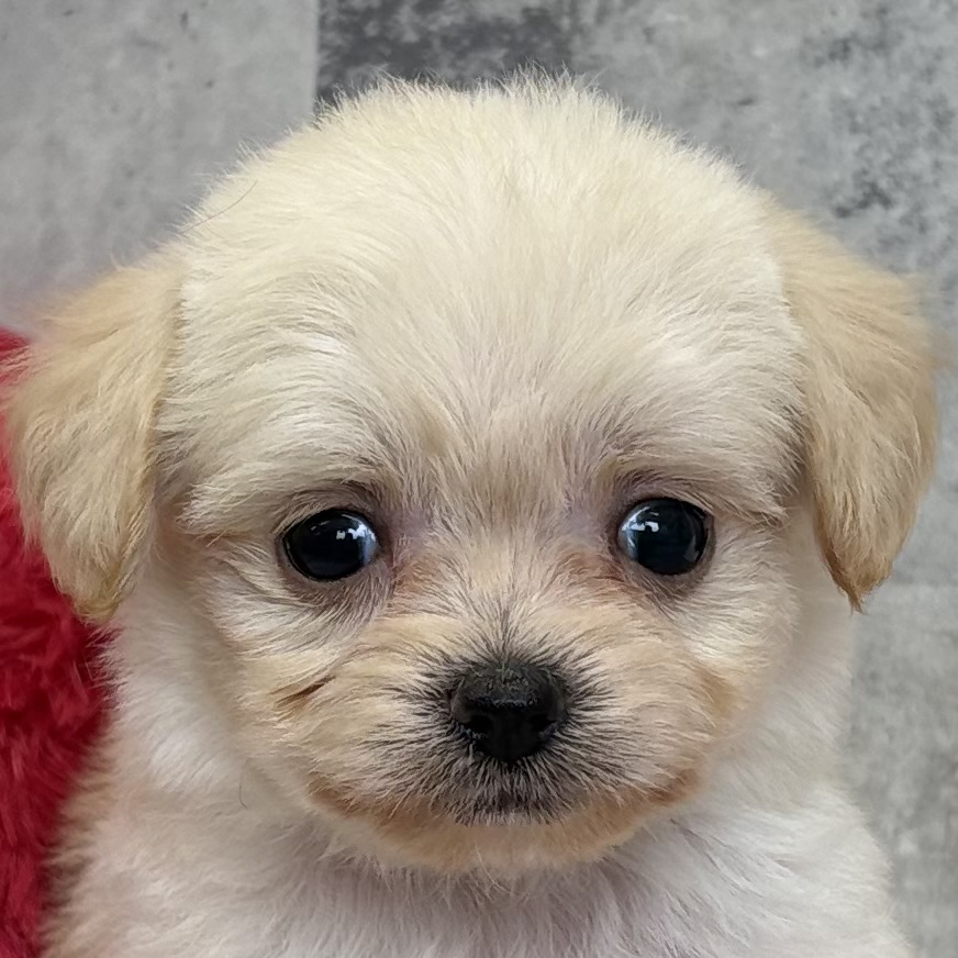 ハーフ犬男の子の写真