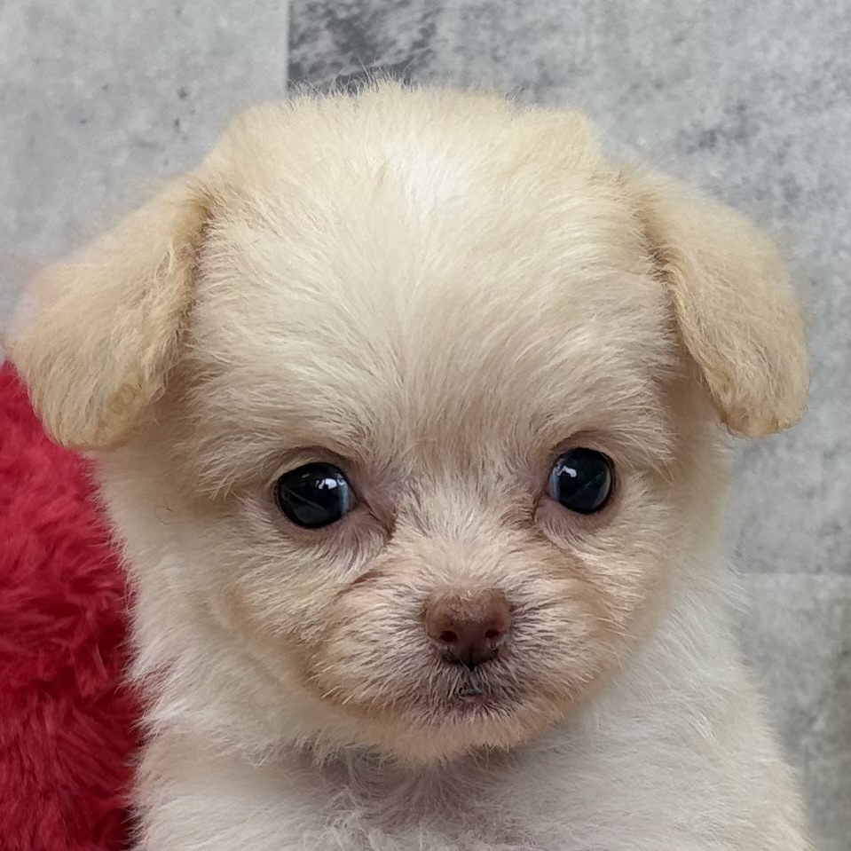 ハーフ犬女の子の写真