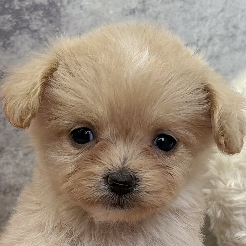 ハーフ犬女の子の写真