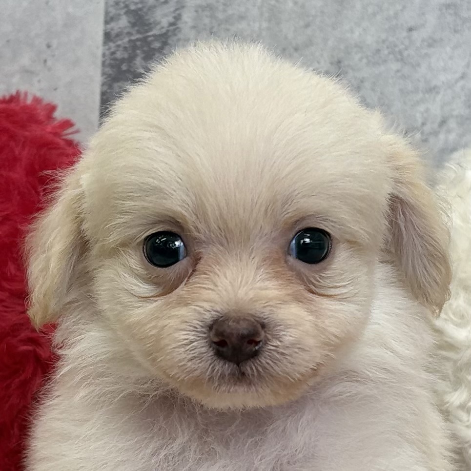 ハーフ犬男の子の写真