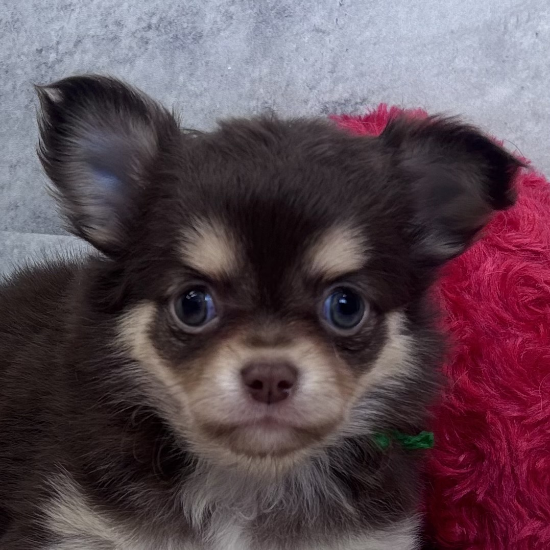 チワワ（ロング）女の子の写真