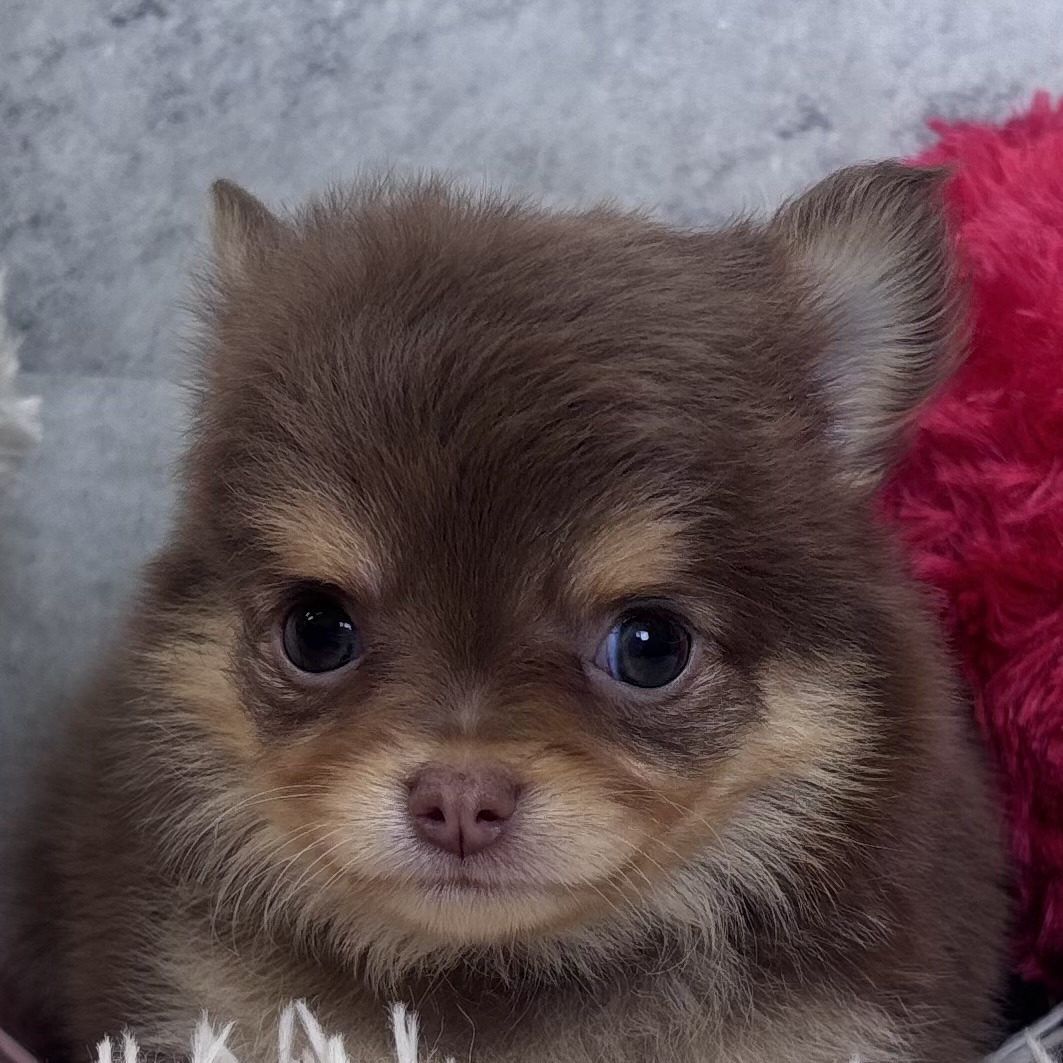 チワワ(ロング)男の子の写真