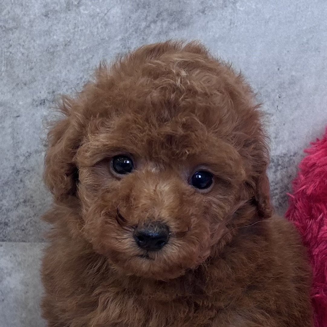 トイプードル男の子の写真