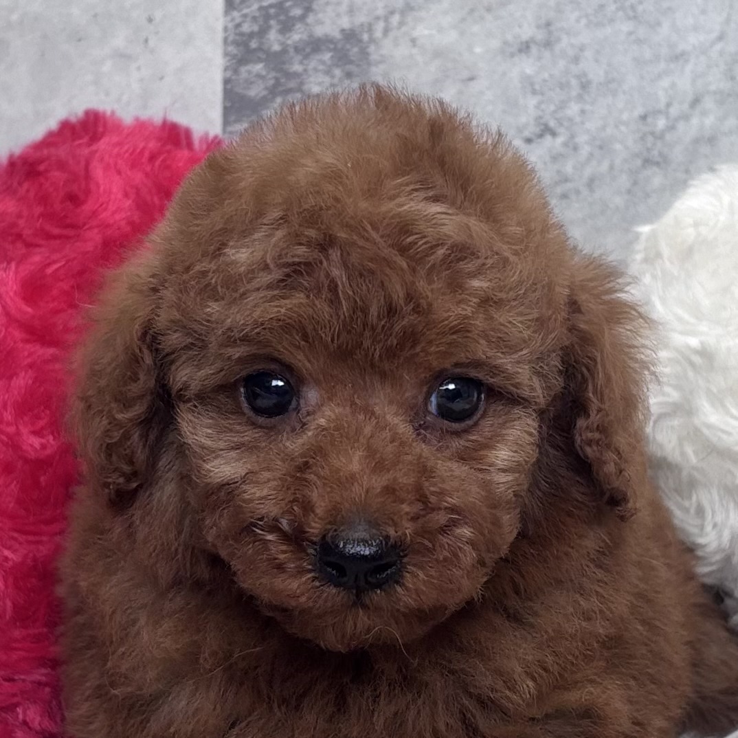 トイプードル男の子の写真