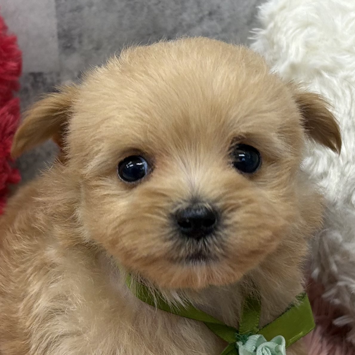 ハーフ犬男の子の写真