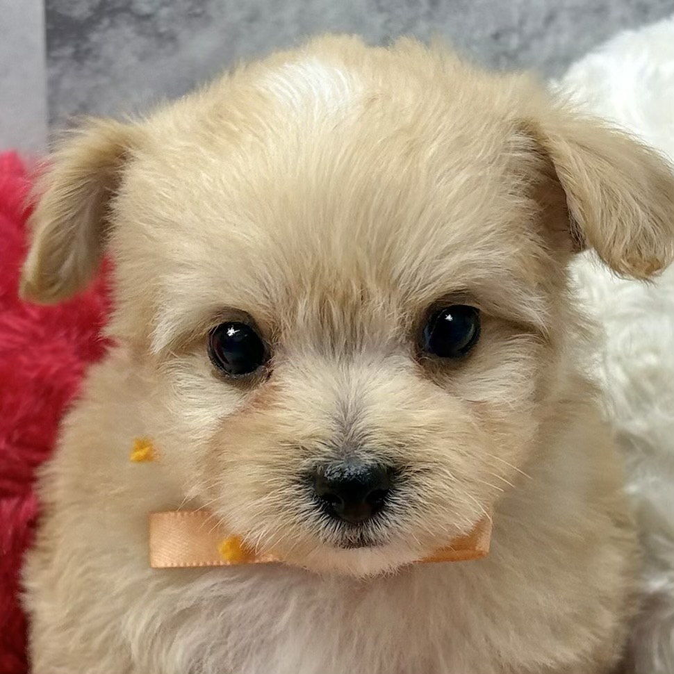 ハーフ犬男の子の写真