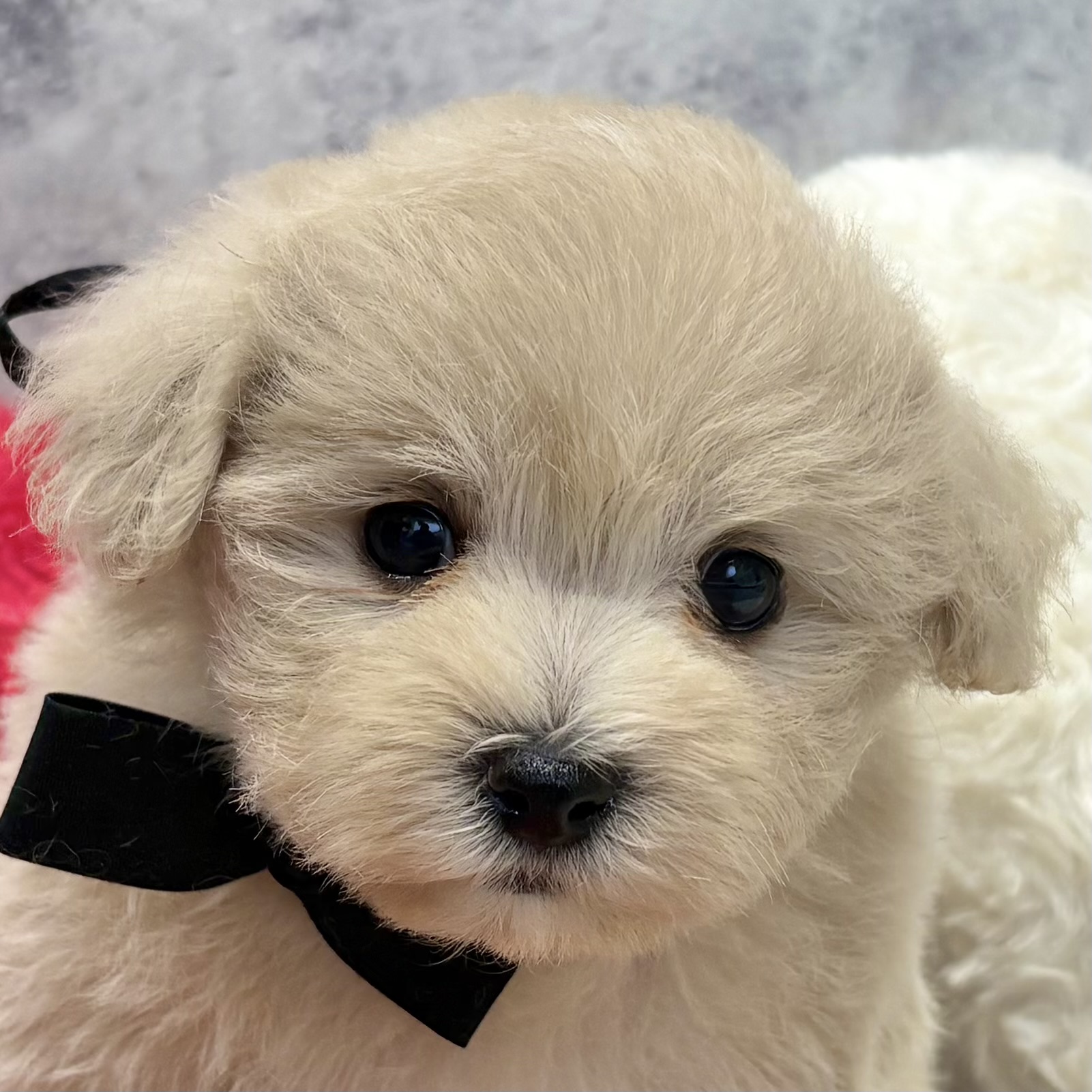 ハーフ犬男の子の写真