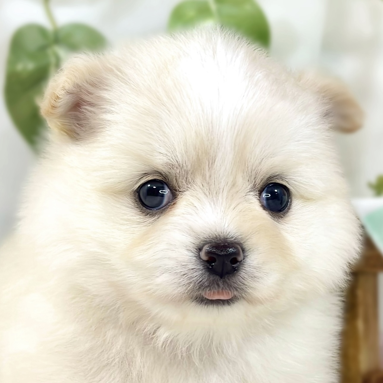 ハーフ犬女の子の写真