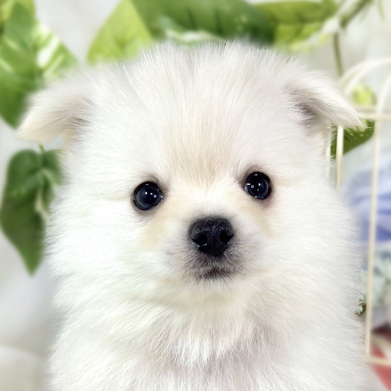 ハーフ犬男の子の写真