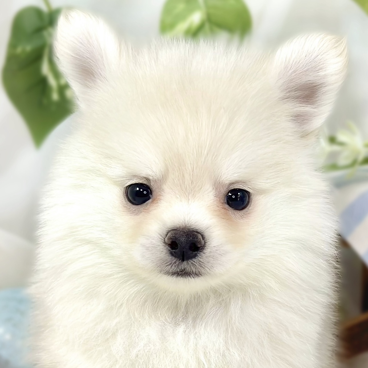 ハーフ犬男の子の写真