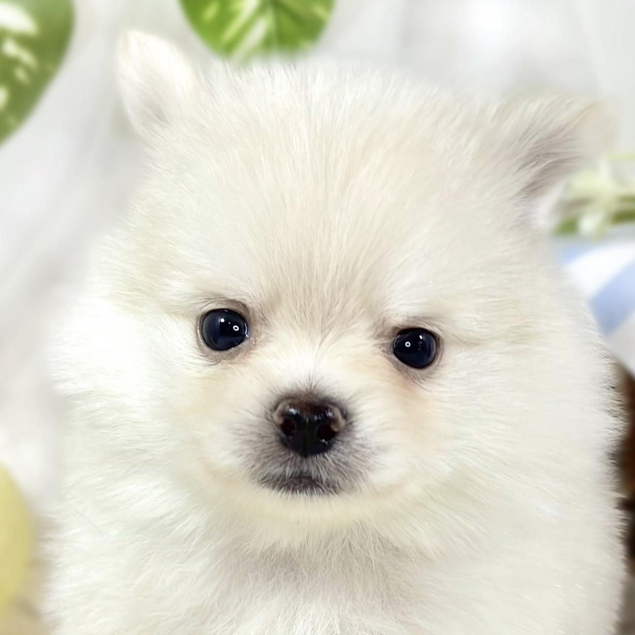 ハーフ犬男の子の写真