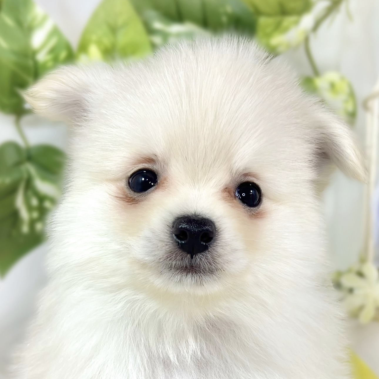 ハーフ犬男の子の写真