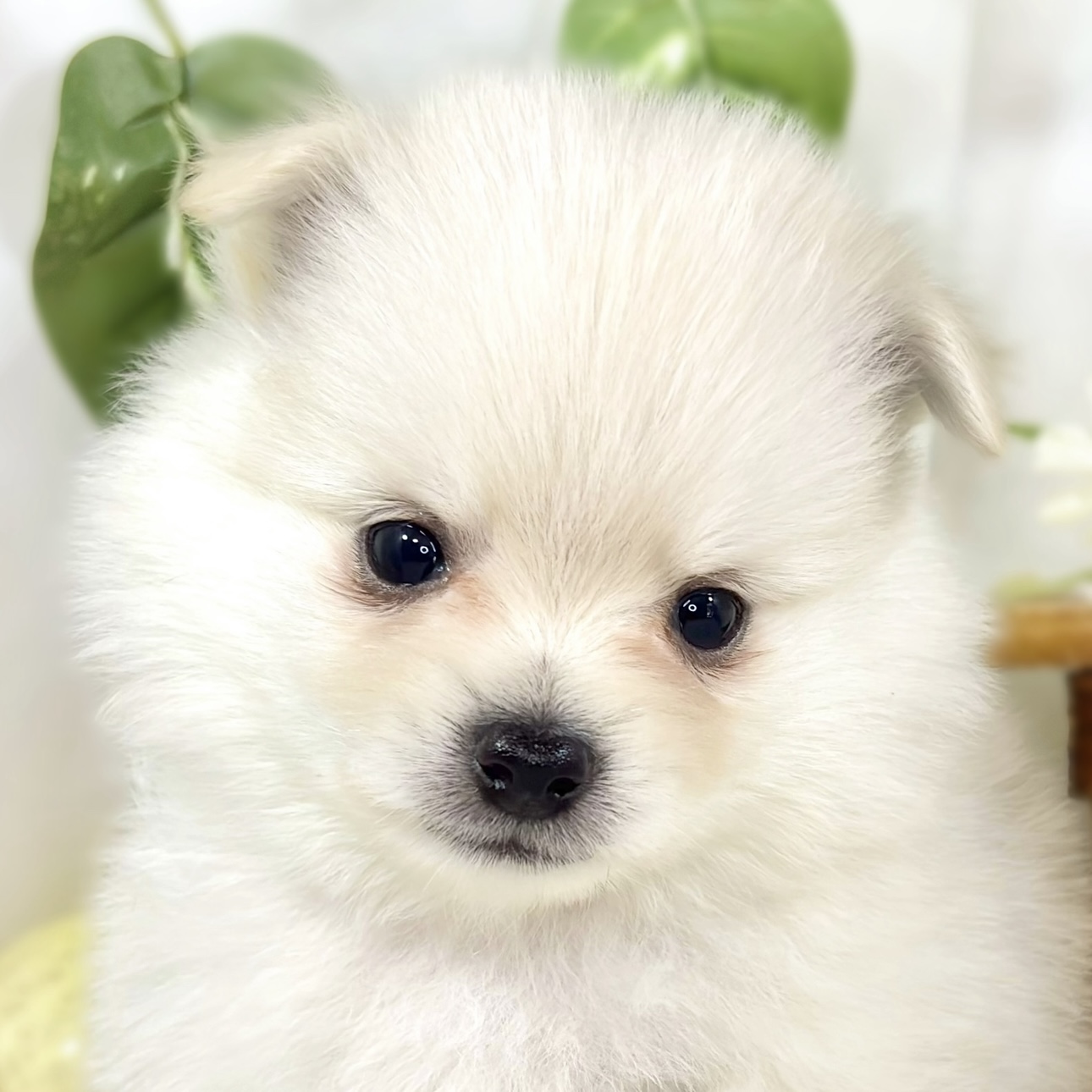 ハーフ犬男の子の写真