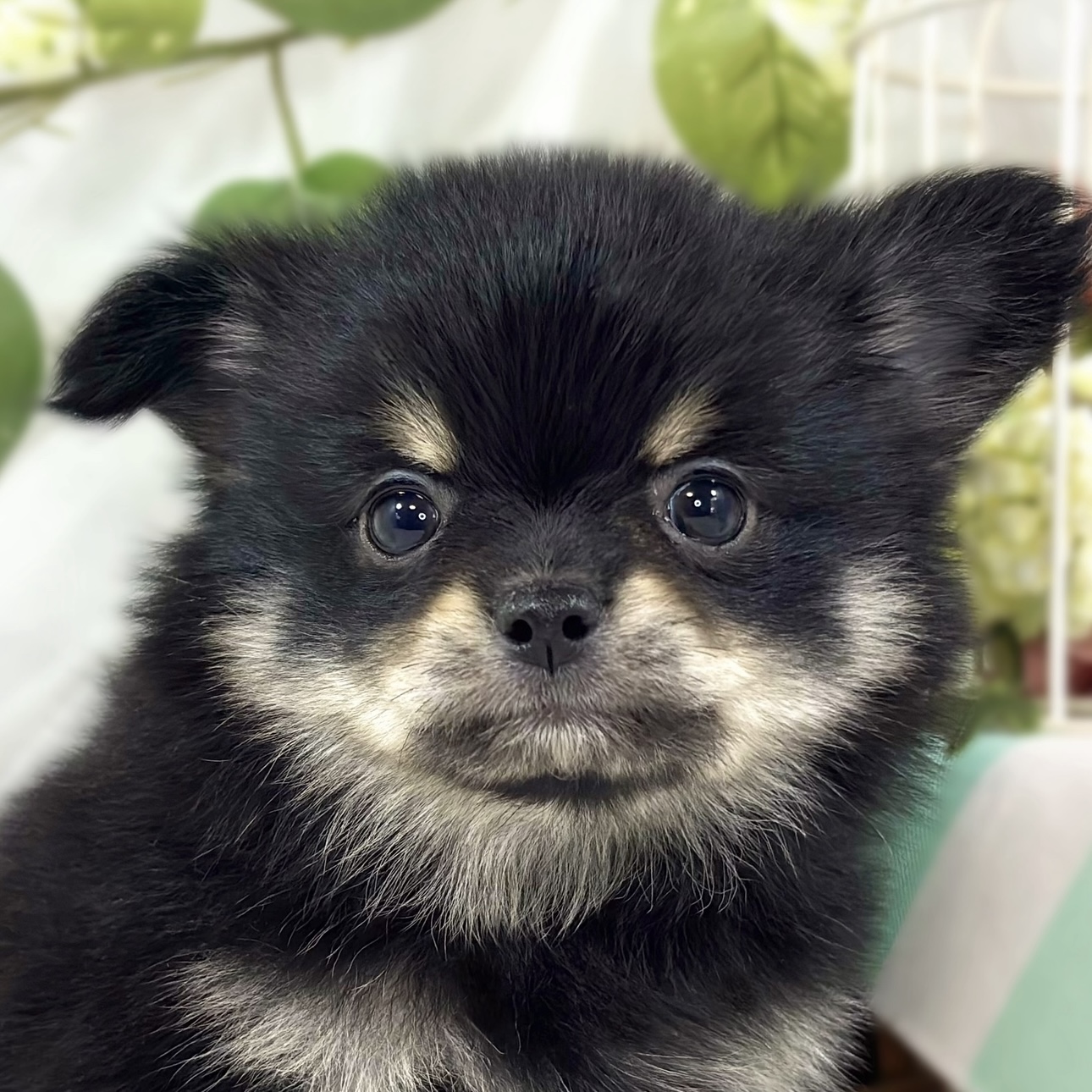 ハーフ犬女の子の写真