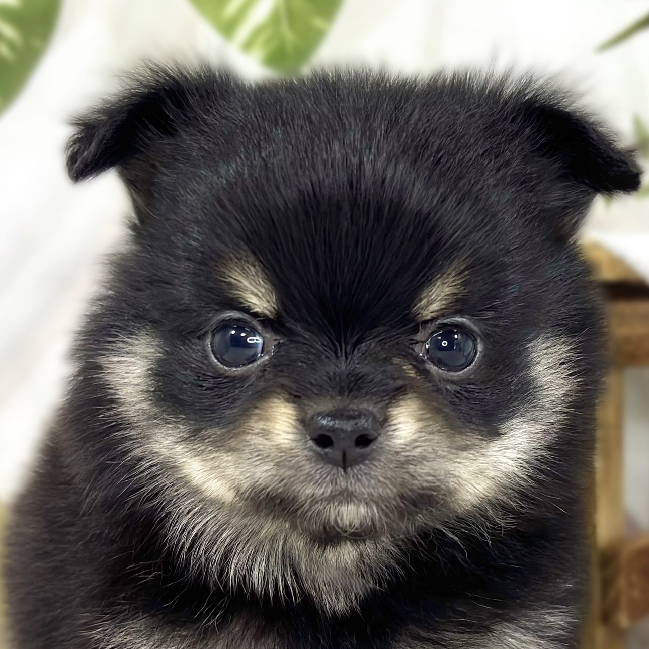 ハーフ犬女の子の写真