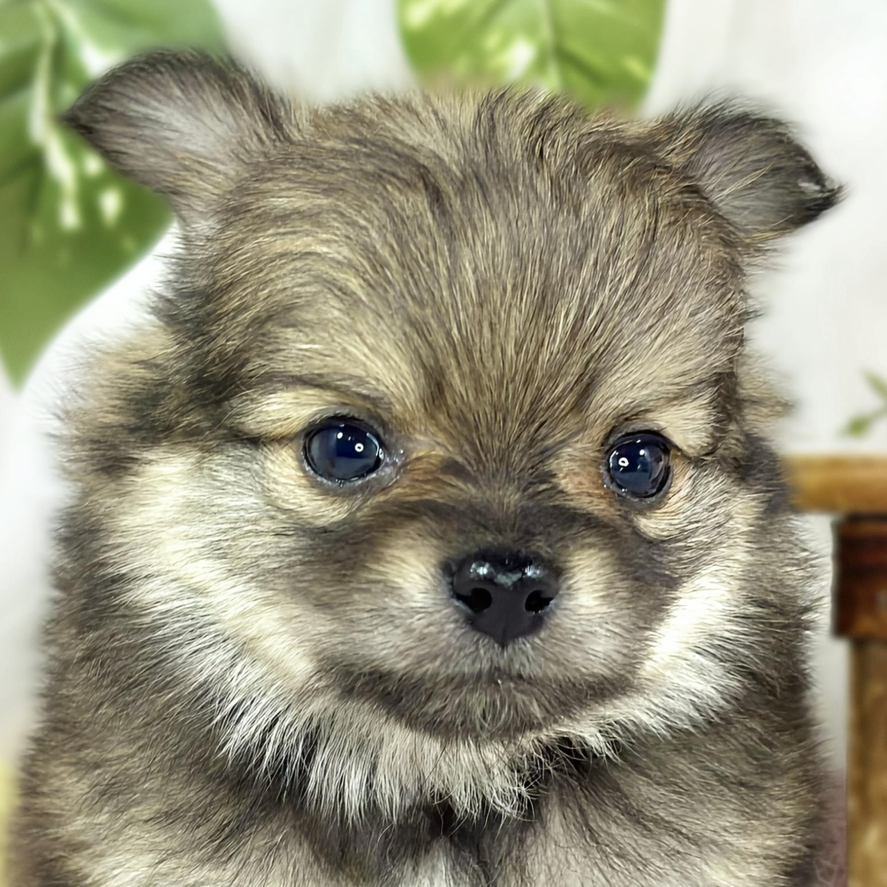 ハーフ犬女の子の写真