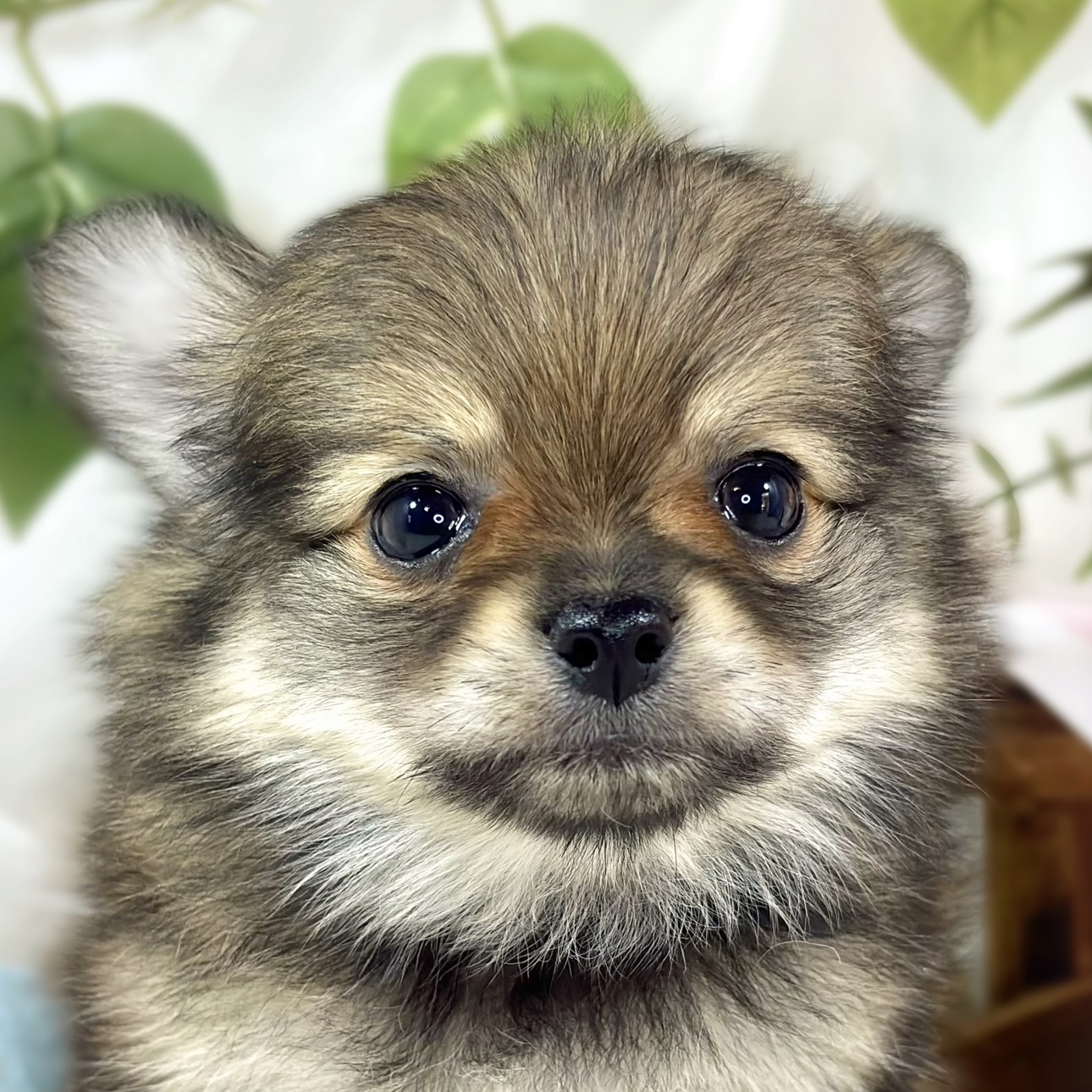 ハーフ犬女の子の写真