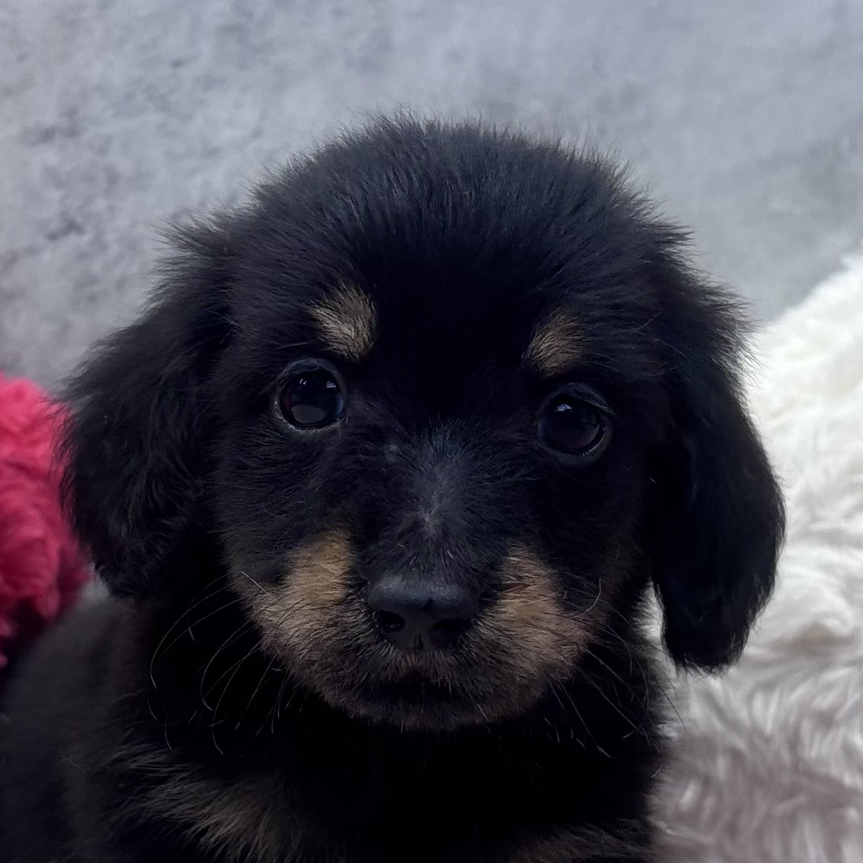 ミニチュアダックス男の子の写真