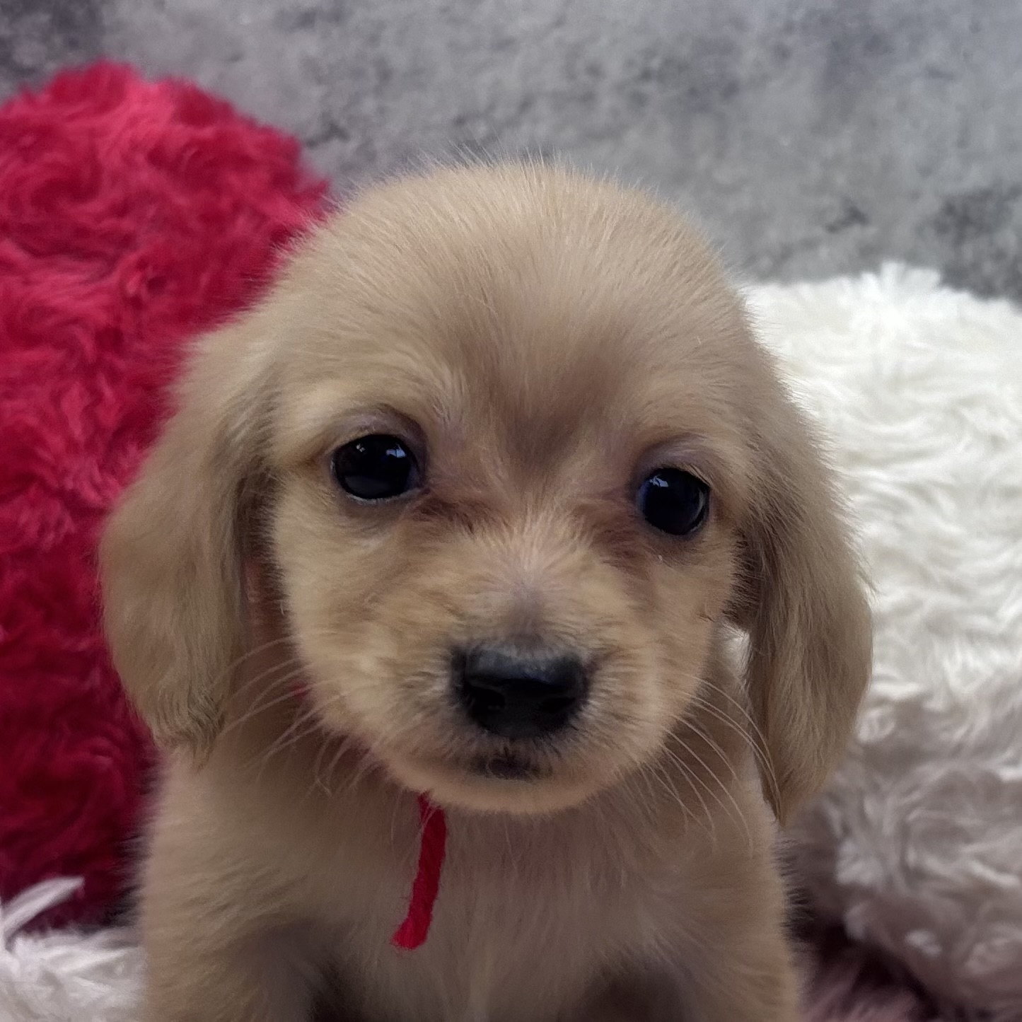 ミニチュアダックス女の子の写真