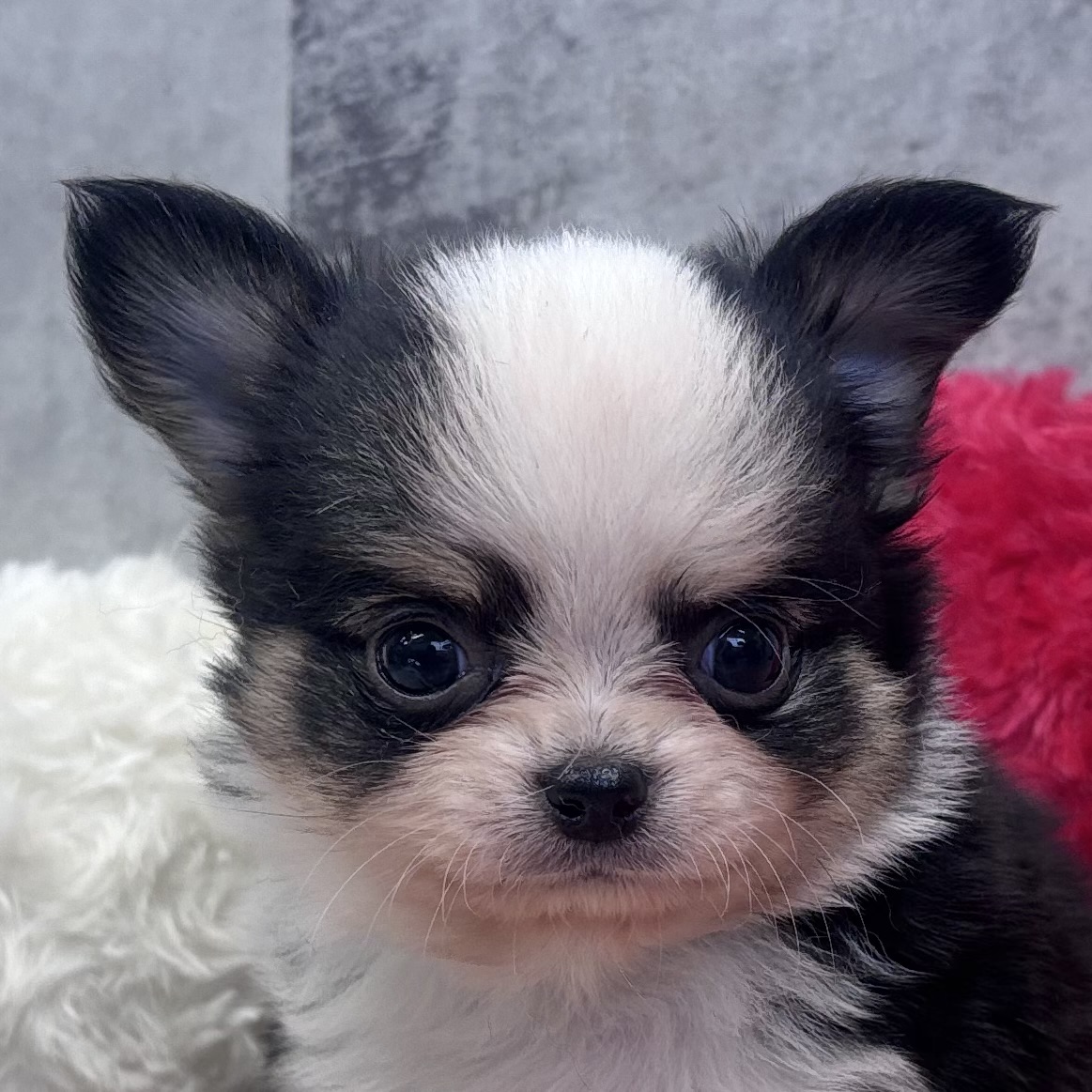 チワワ（ロング）男の子の写真