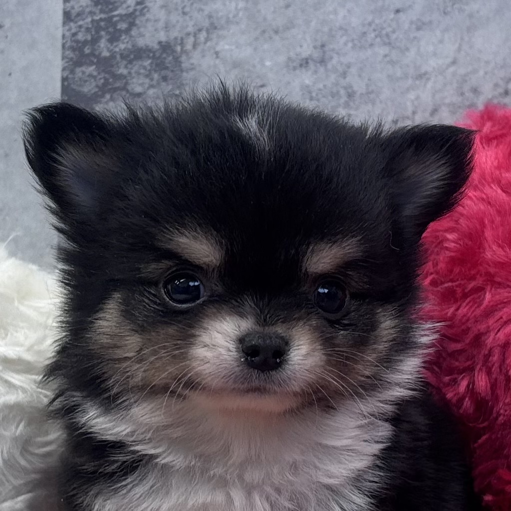 チワワ（ロング）男の子の写真