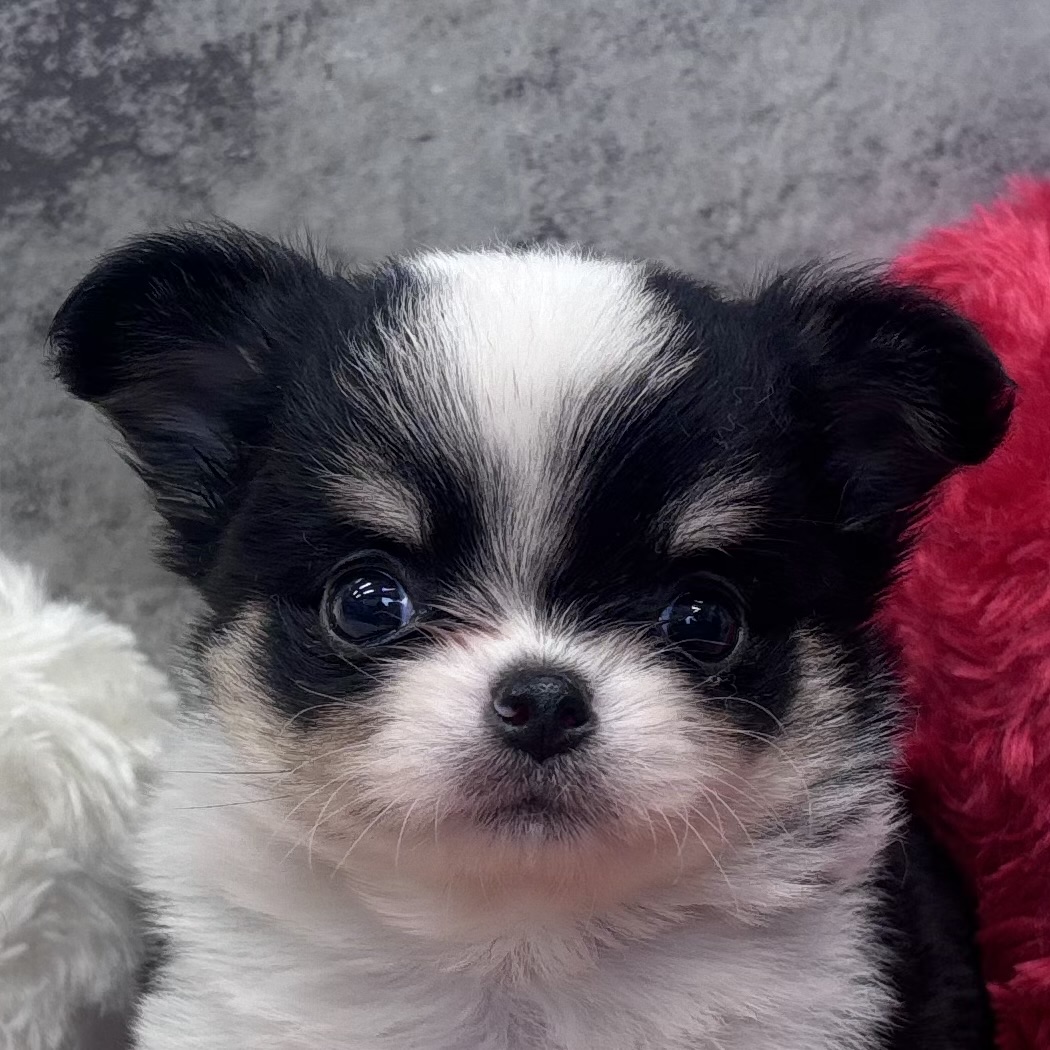 チワワ（ロング）女の子の写真