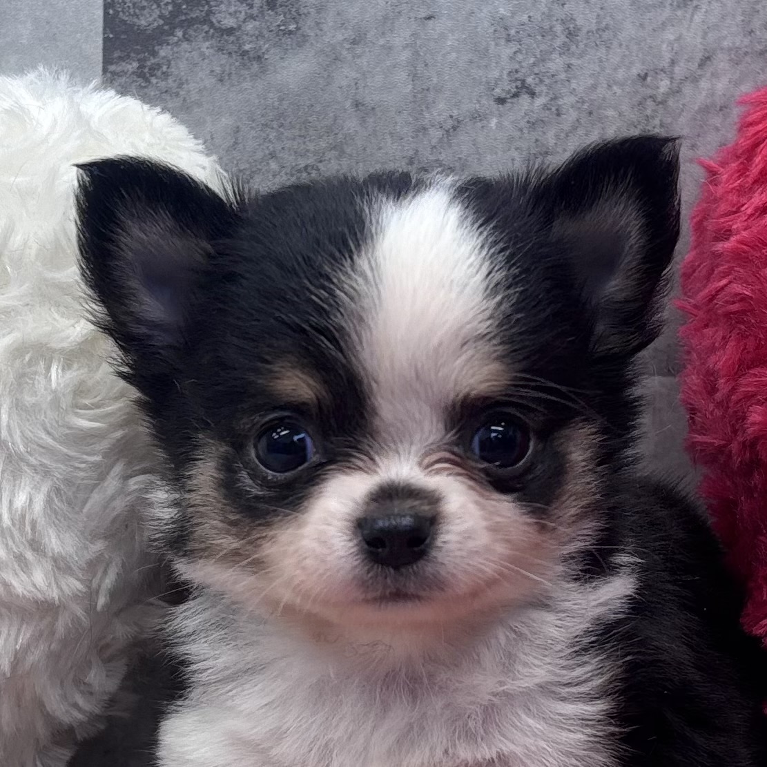 チワワ（ロング）女の子の写真