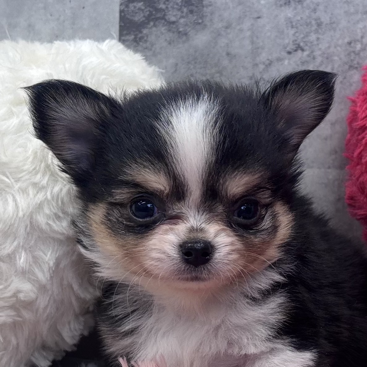 チワワ（ロング）女の子の写真