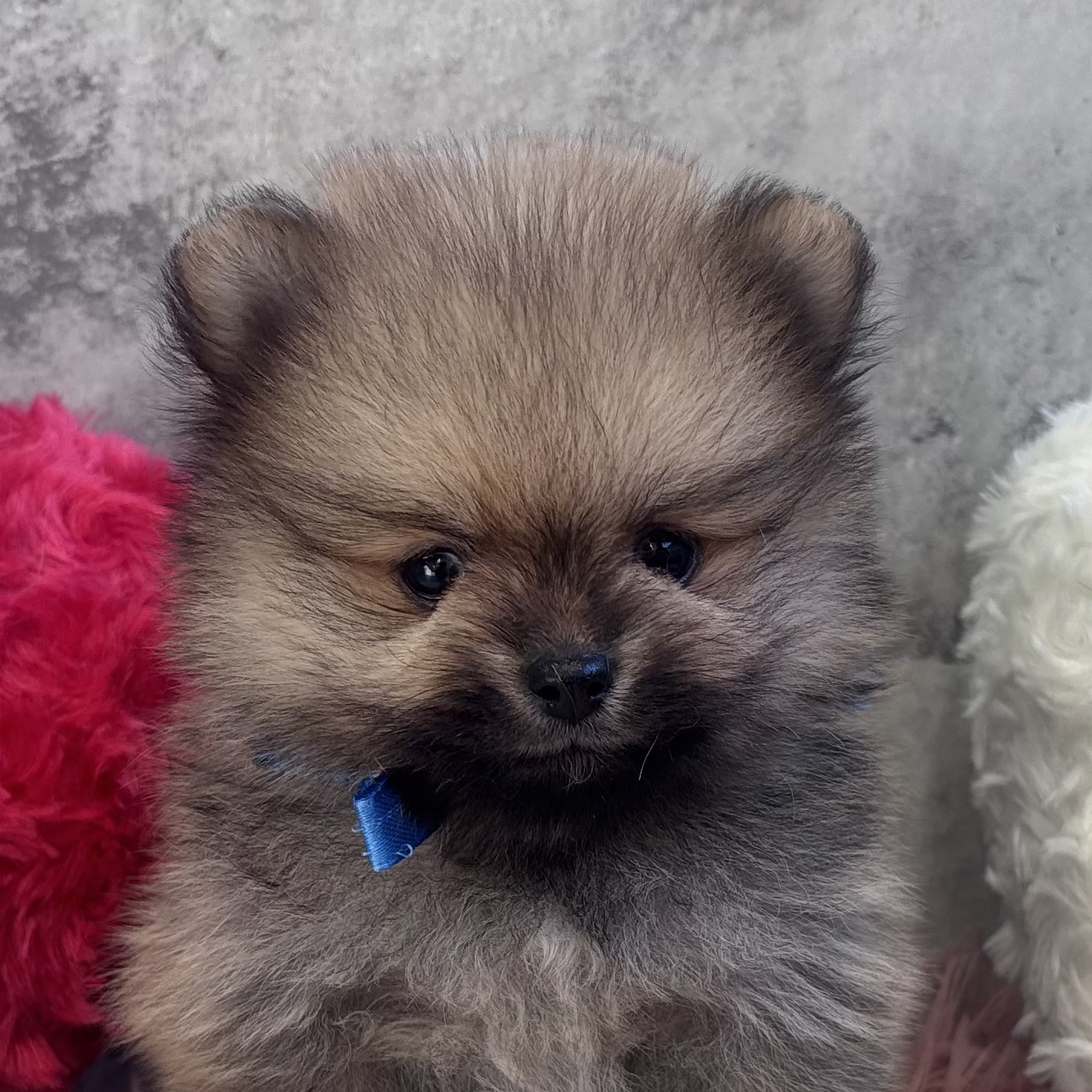 ポメラニアン男の子の写真