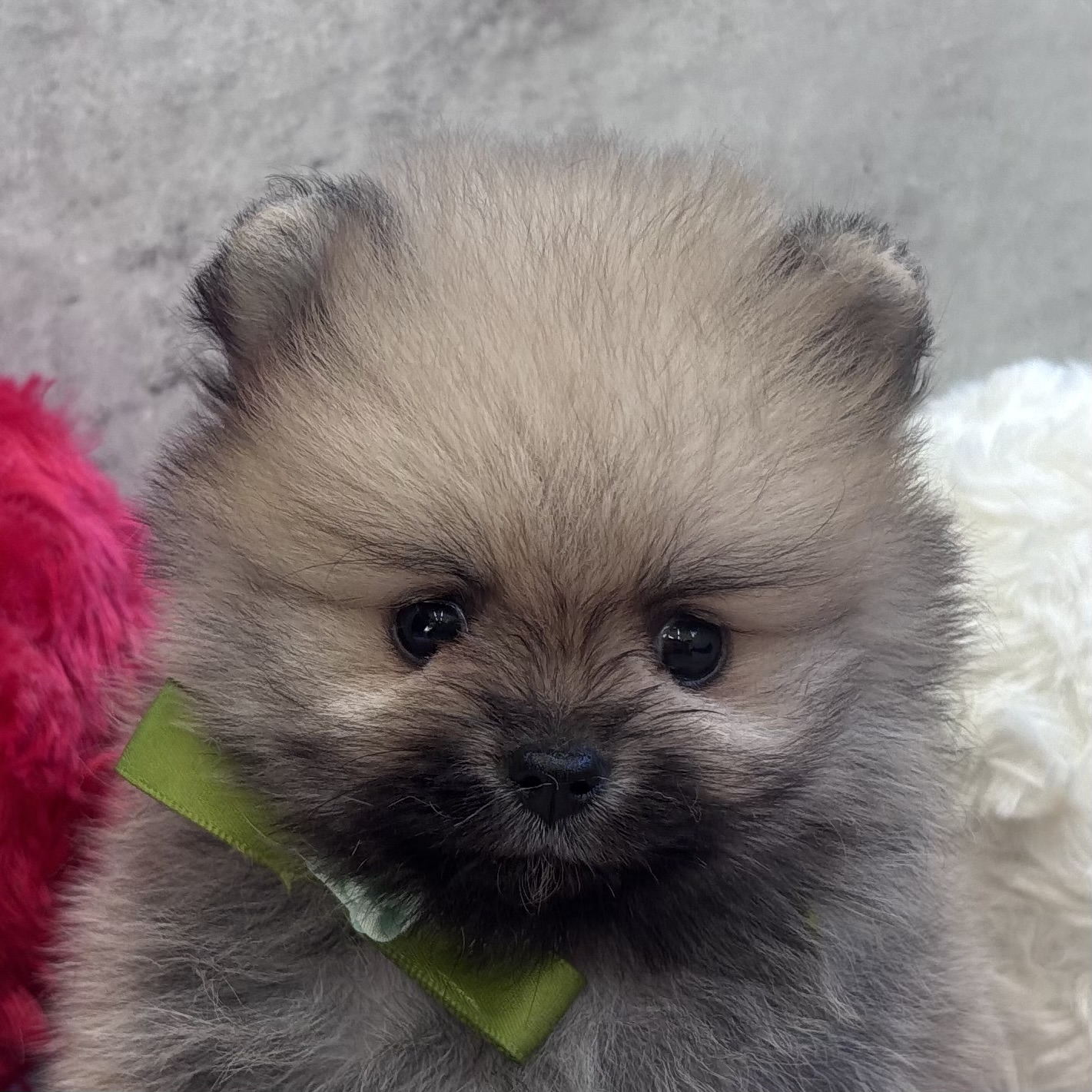 ポメラニアン女の子の写真