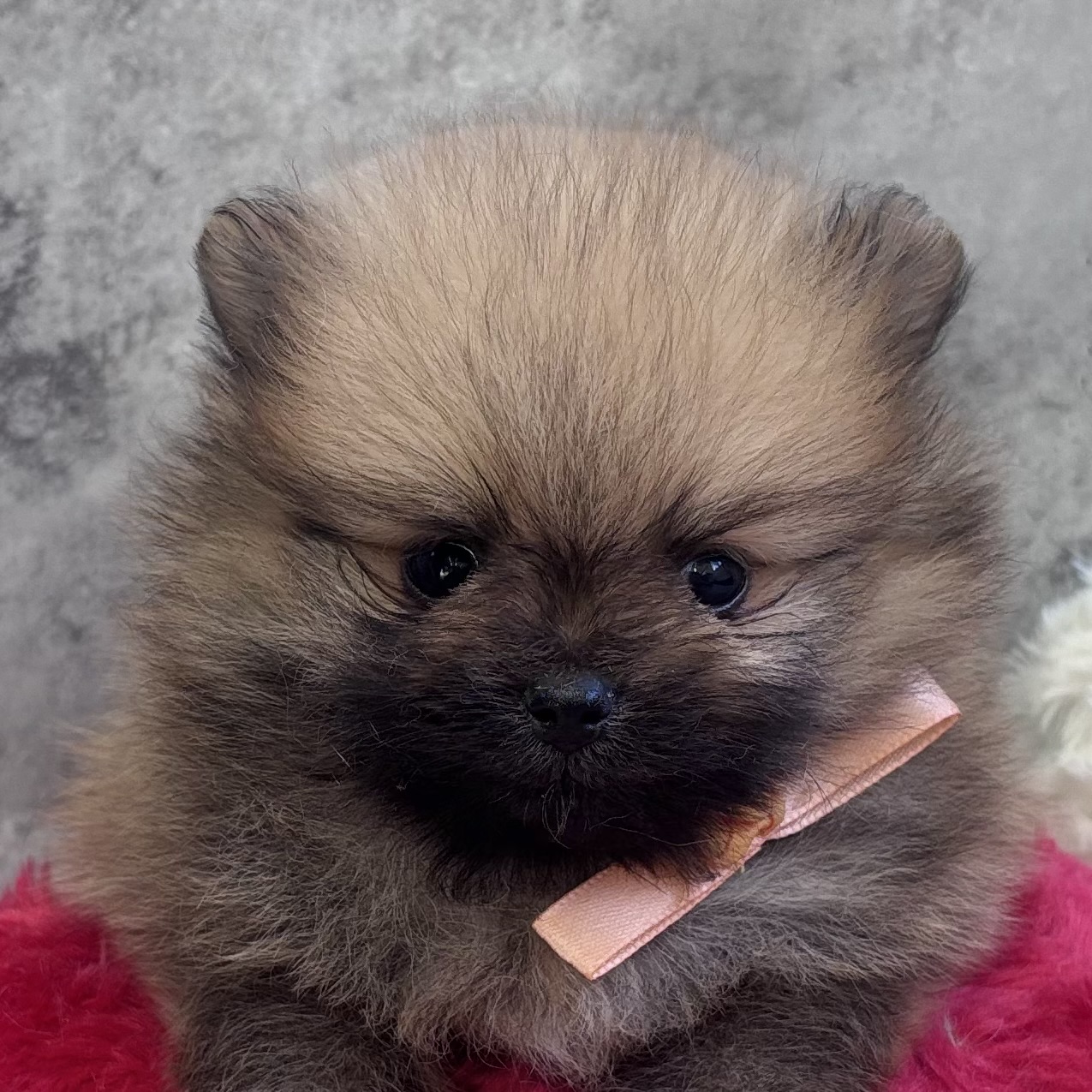 ポメラニアン男の子の写真