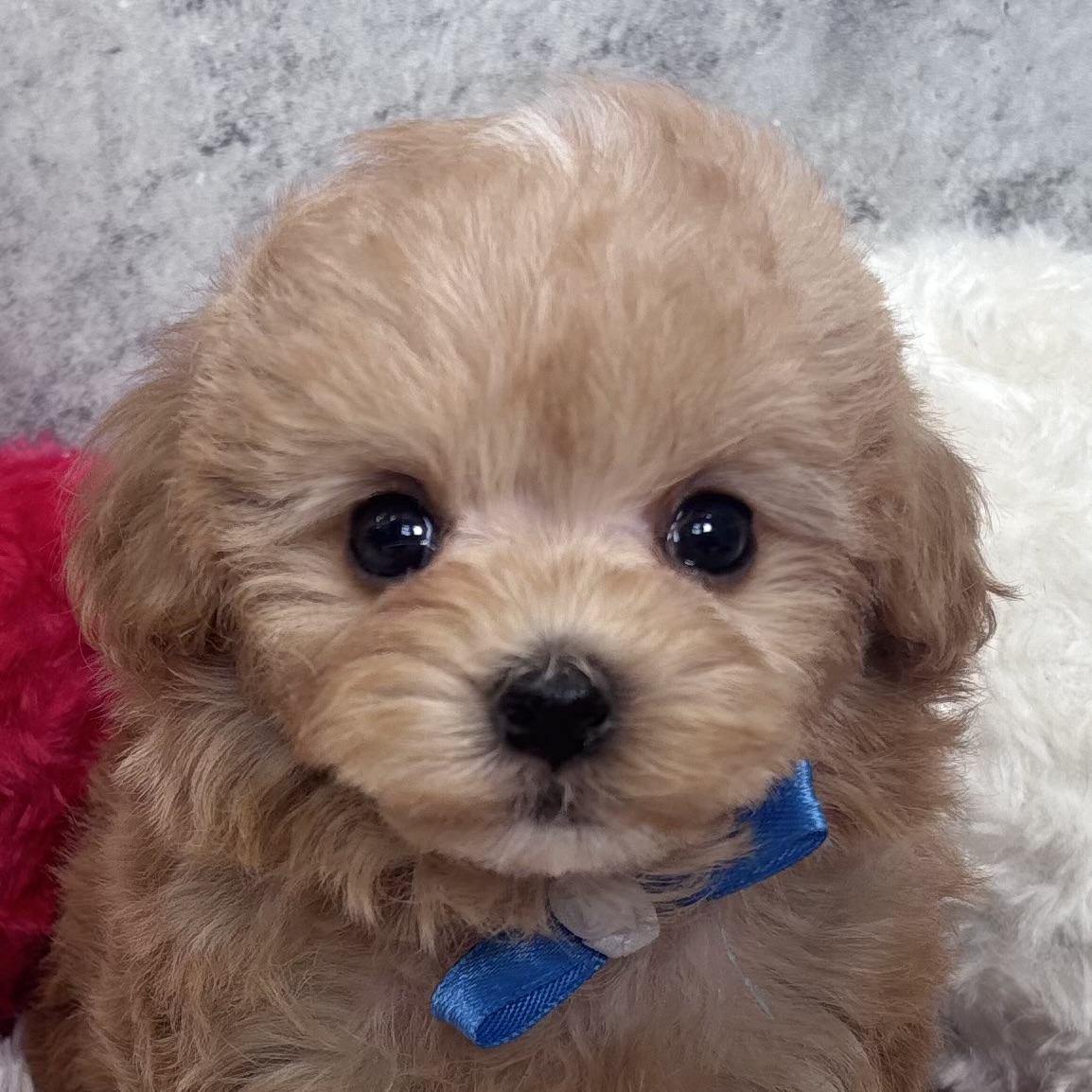 ハーフ犬男の子の写真