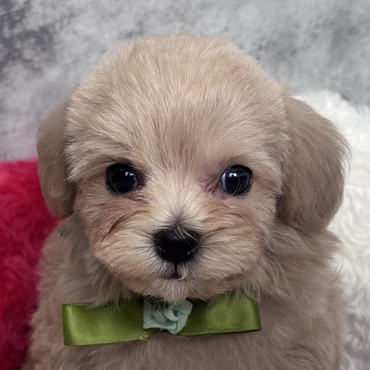 ハーフ犬男の子の写真