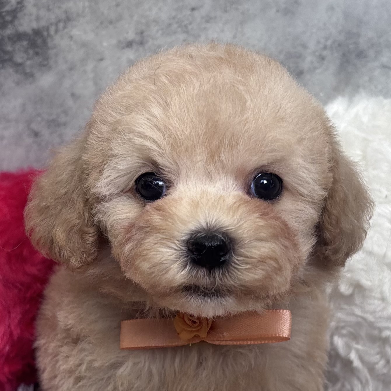 ハーフ犬女の子の写真