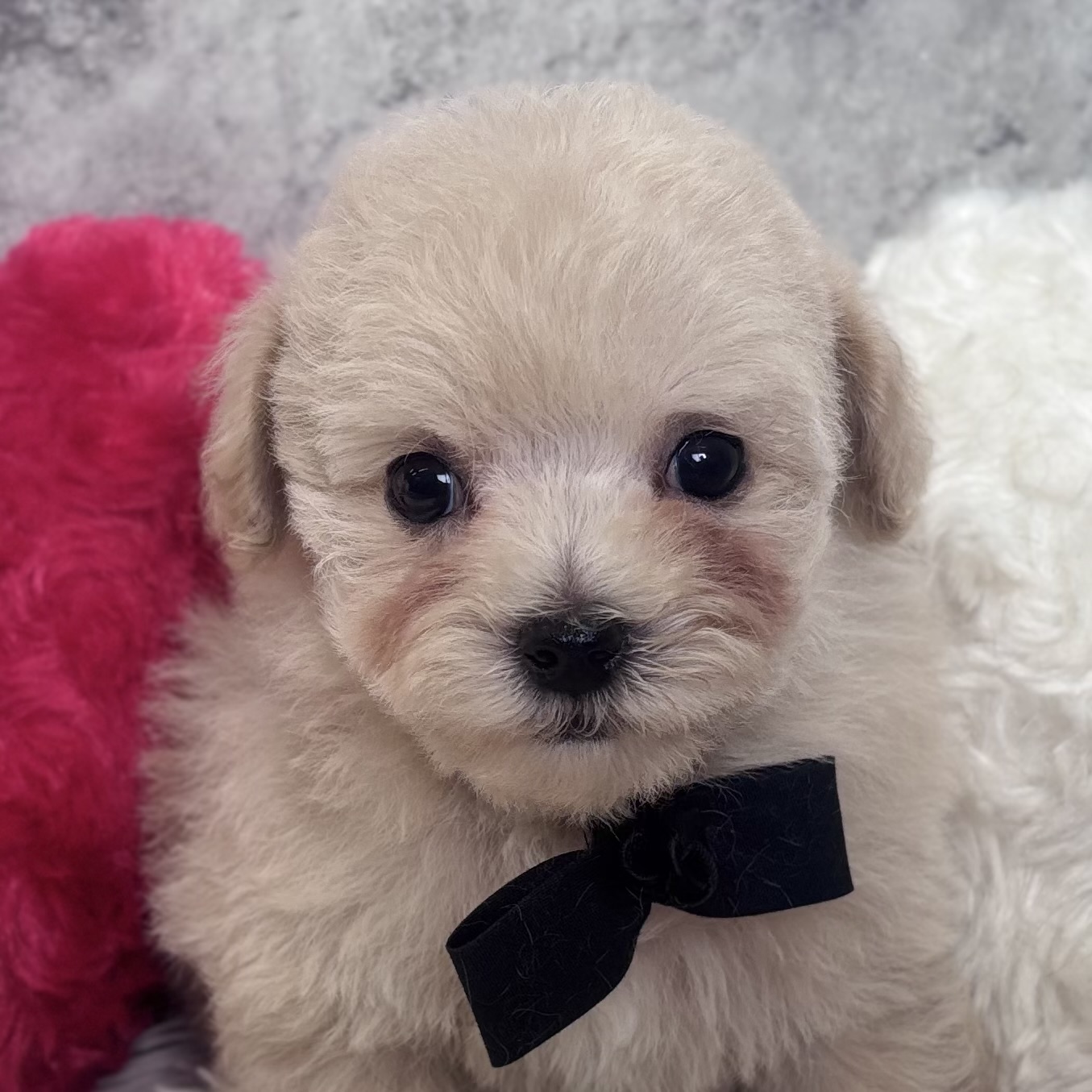 ハーフ犬女の子の写真