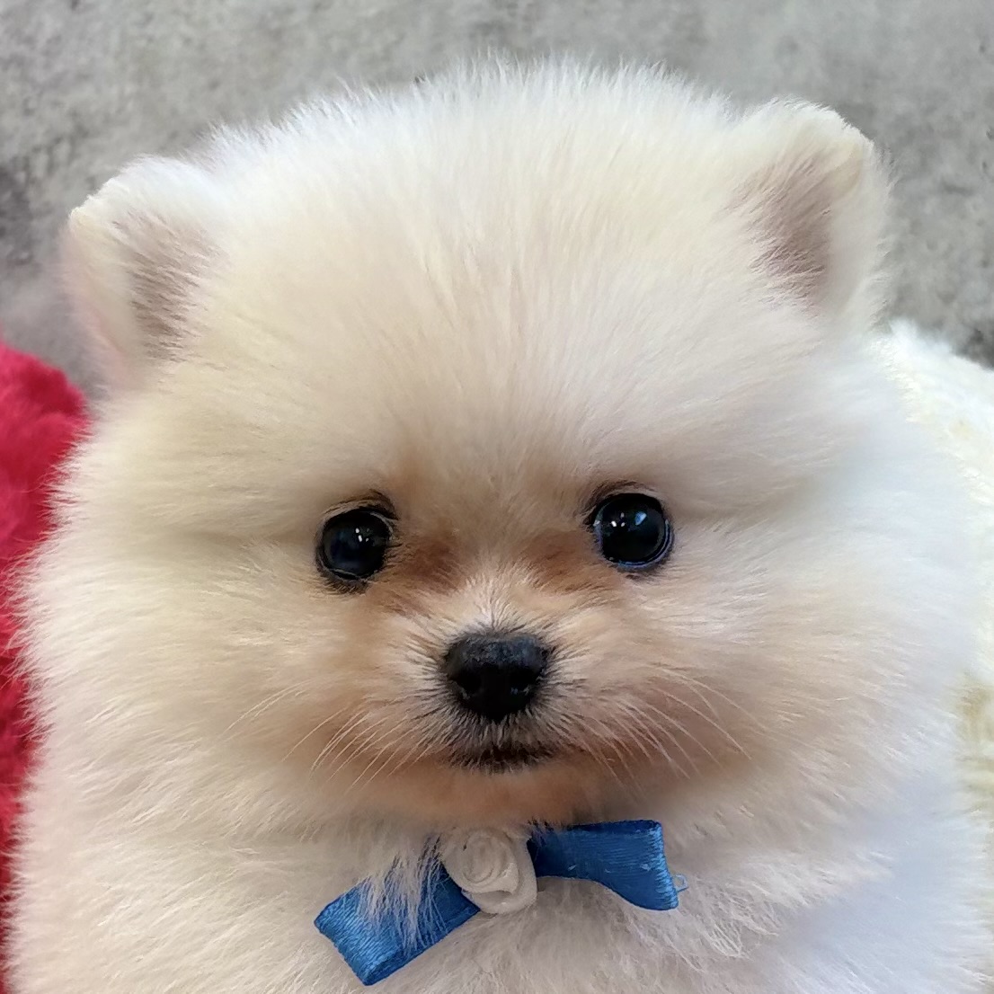 ポメラニアン女の子の写真