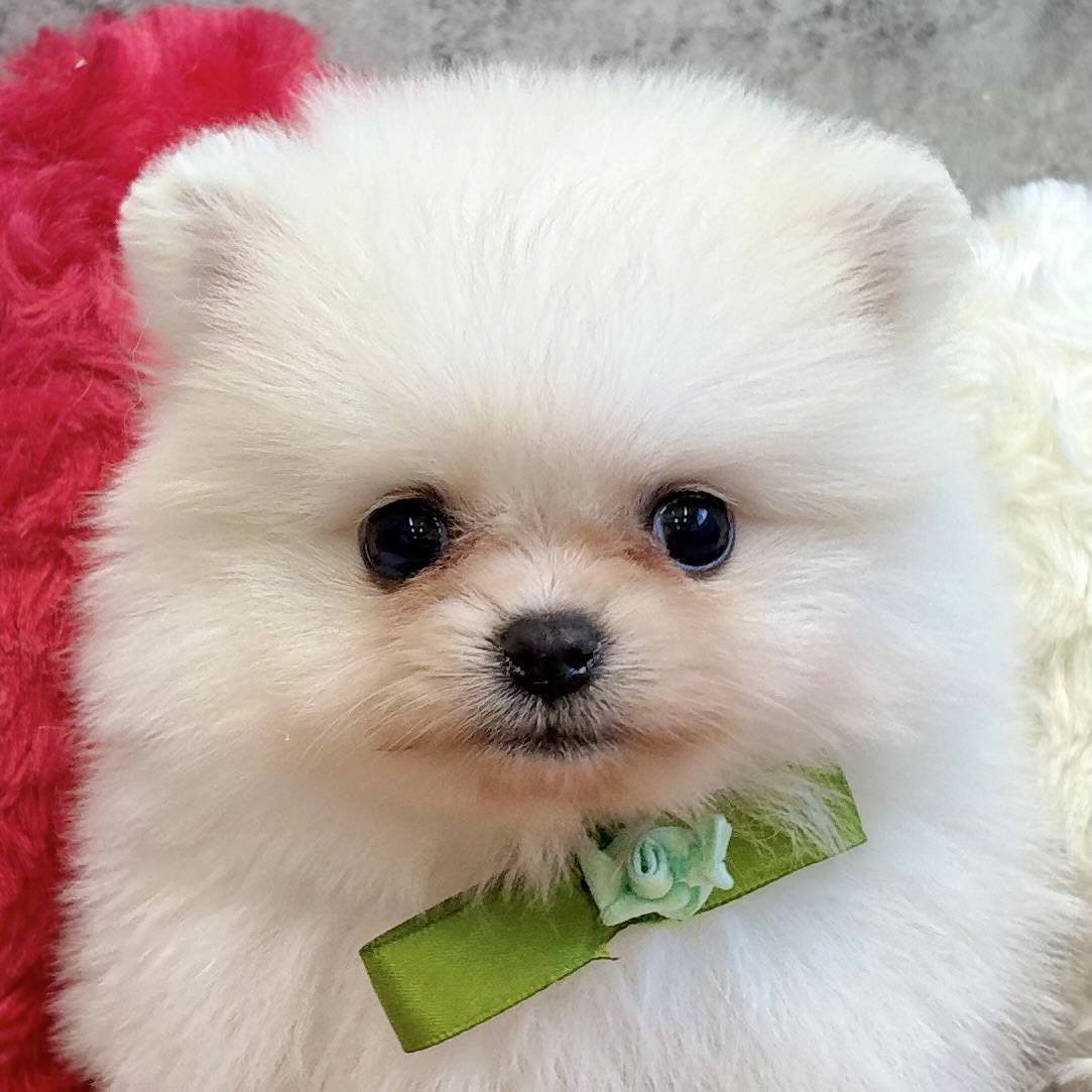 ポメラニアン男の子の写真