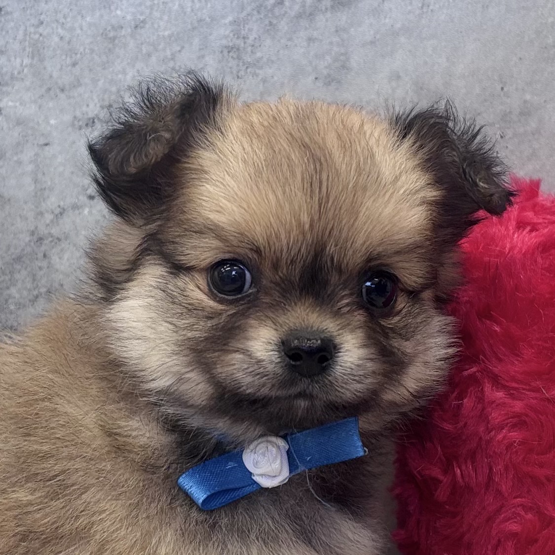 ハーフ犬女の子の写真