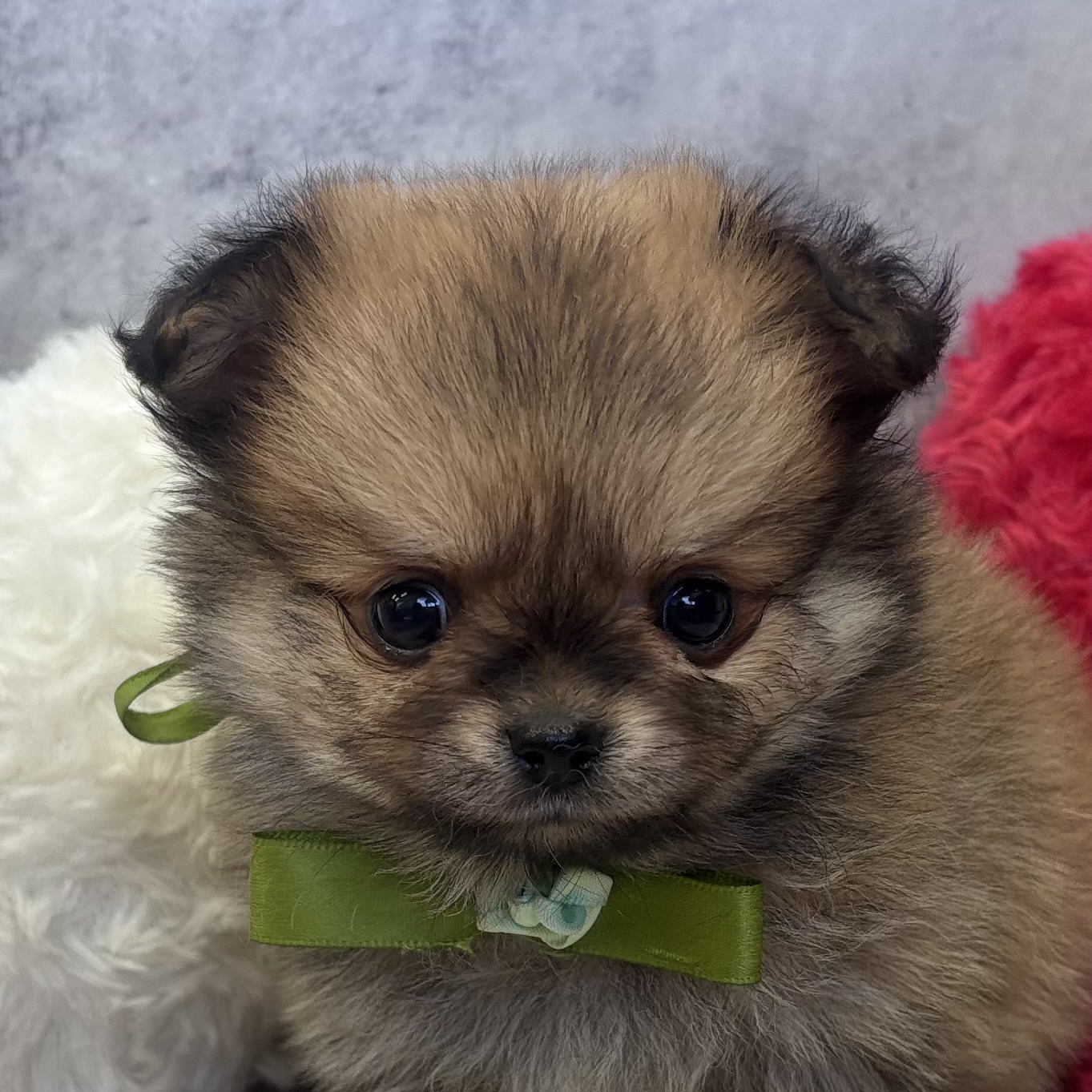 ハーフ犬女の子の写真