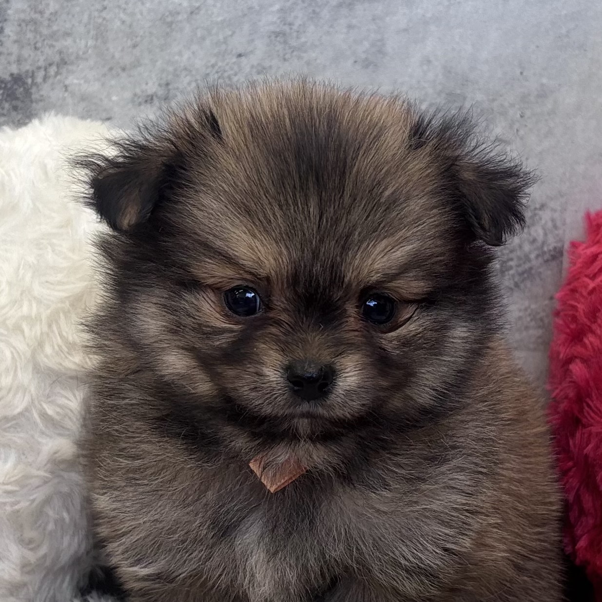 ハーフ犬男の子の写真