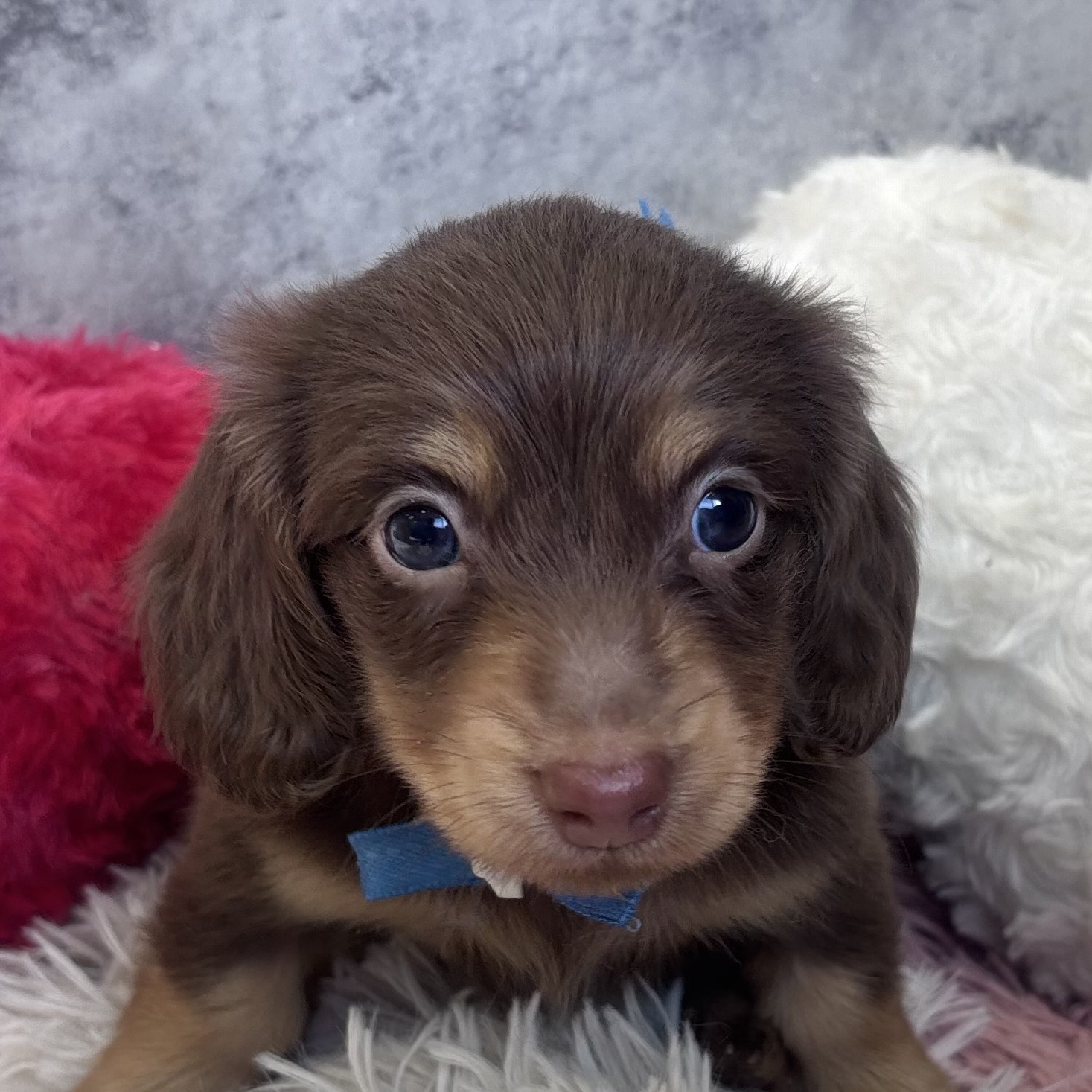 ミニチュアダックス女の子の写真