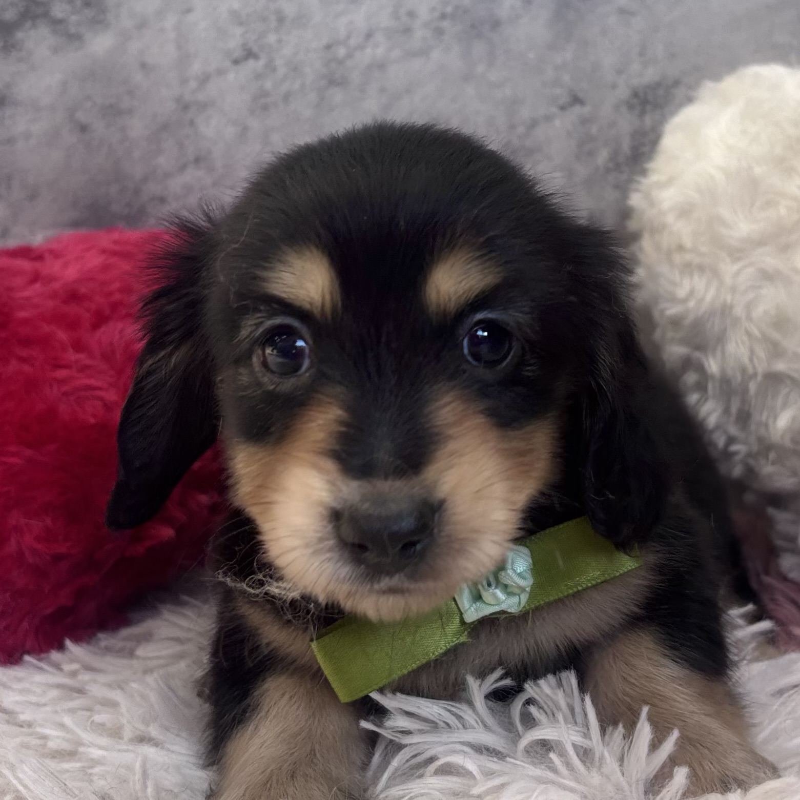 ミニチュアダックス女の子の写真