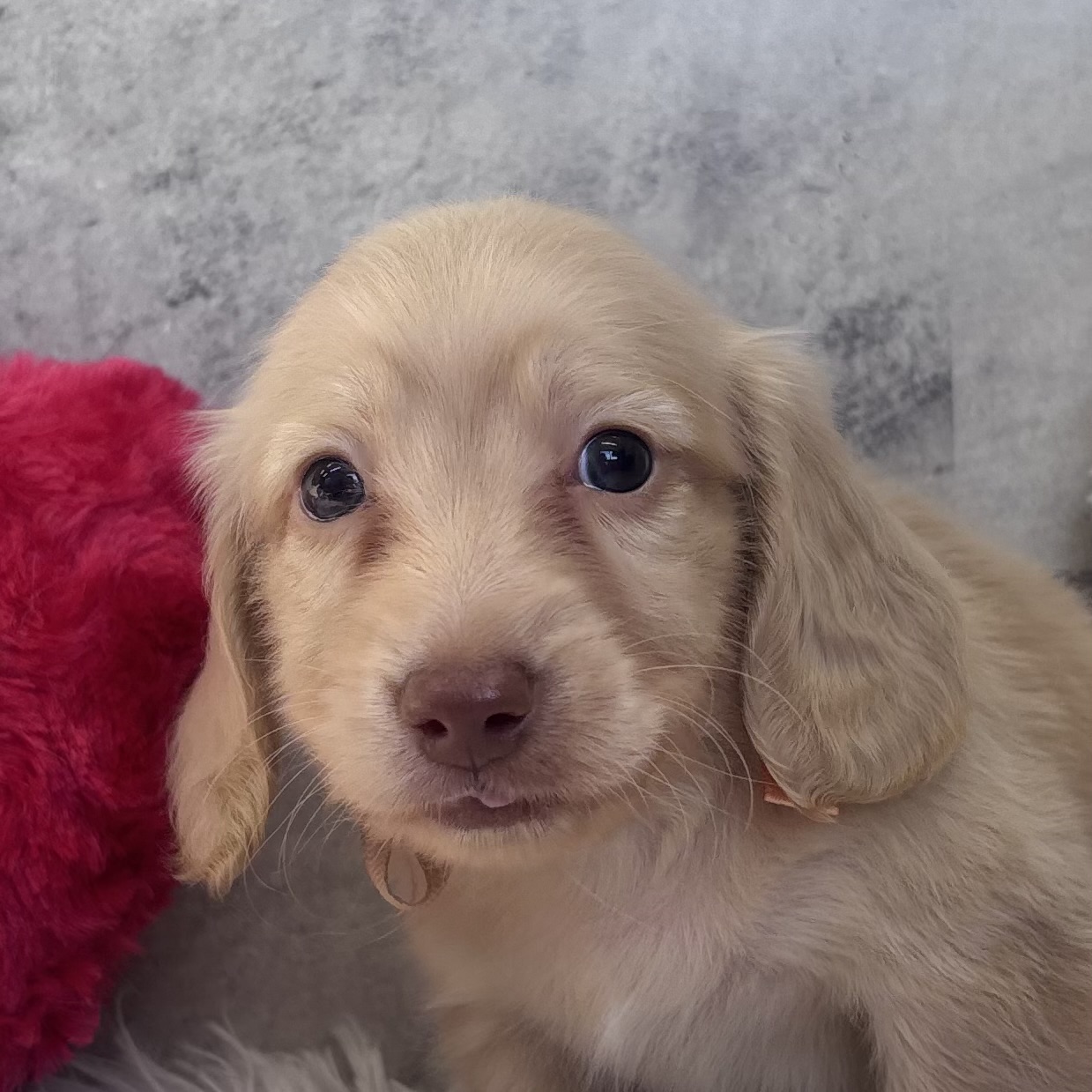 ミニチュアダックス男の子の写真