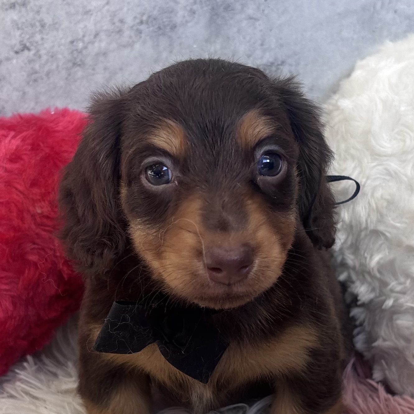 ミニチュアダックス男の子の写真