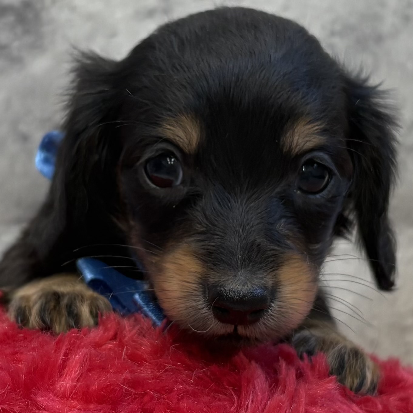 ミニチュアダックス女の子の写真