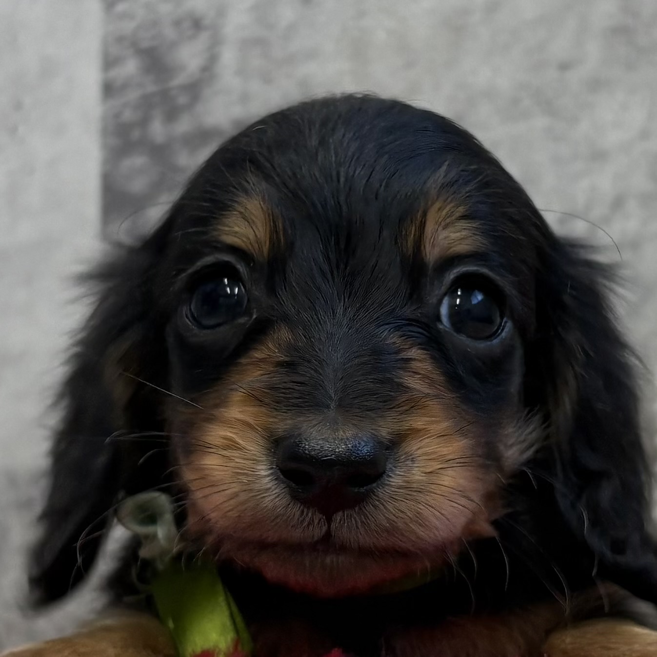 ミニチュアダックス男の子の写真